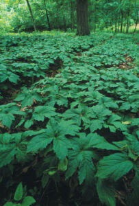 Goldenseal: The Latest and Greatest Herbal Cure Image